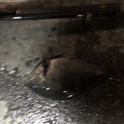 アジュールアジング