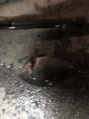 アジュールアジング