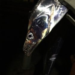 アタリが多いです