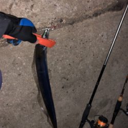 マイクロジギングとジギングタチウオ