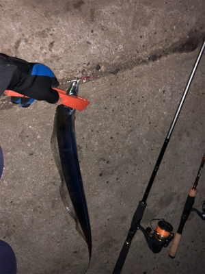 マイクロジギングとジギングタチウオ