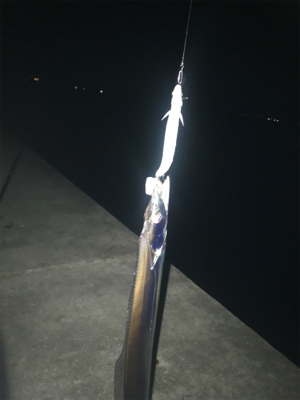 満潮の月夜でのタチウオ釣行