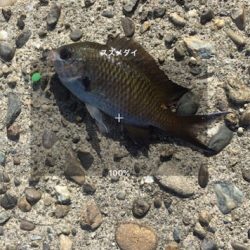 洲本港 サビキ釣り