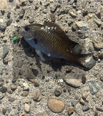 洲本港 サビキ釣り