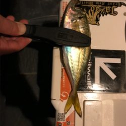 アジを求めて②