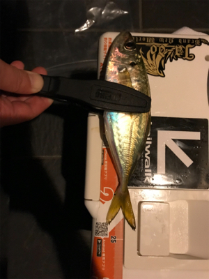 アジを求めて②