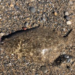 初ヒラメ＆カレイ＆ダイナンウミヘビ