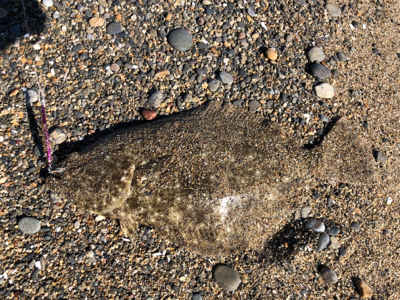 初ヒラメ＆カレイ＆ダイナンウミヘビ