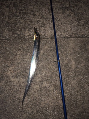 タチウオ釣れたよ