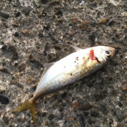 仕事前ライトゲーム