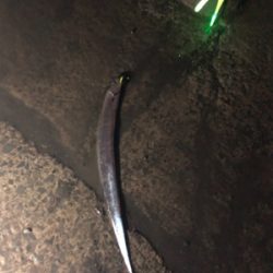 タチウオ釣ったどー！