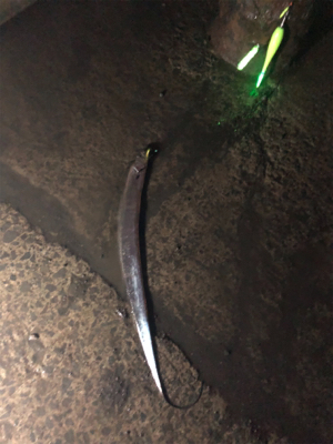 タチウオ釣ったどー！