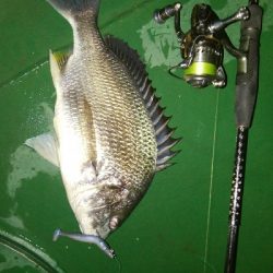 綺麗なキビレちゃん