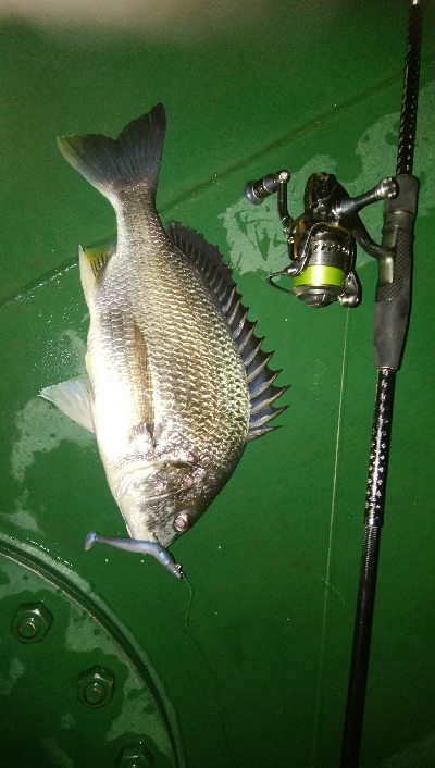 綺麗なキビレちゃん