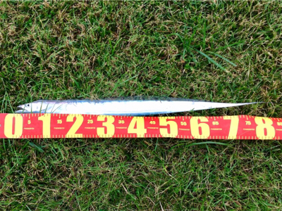 LSJigginger0658〜0735