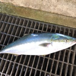 ハマチ釣れました