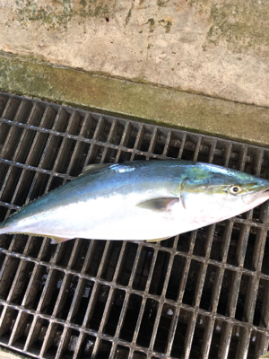 ハマチ釣れました