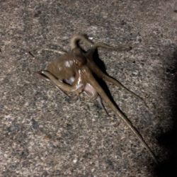 あきまへんなー（泣）