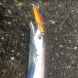 朝マズメのタチウオ