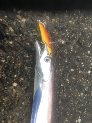 朝マズメのタチウオ