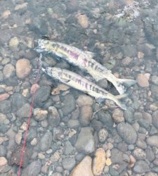 寒河江川鮭有効活用調査