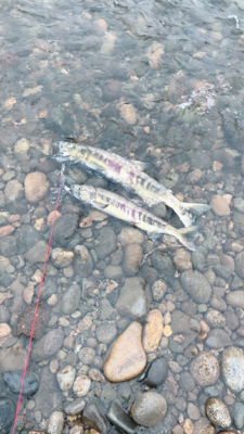 寒河江川鮭有効活用調査