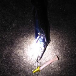 タチウオ大きくなってきた?