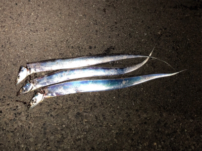 週末のタチウオワインド