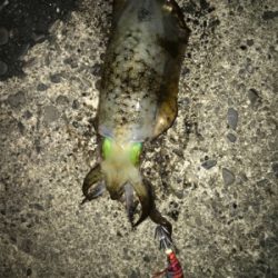 ちょこっと釣行