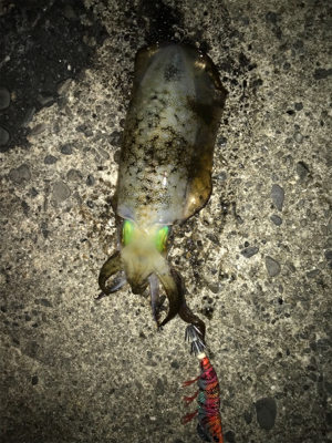 ちょこっと釣行