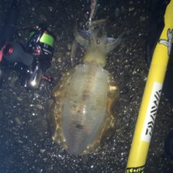 エギングパーティー！