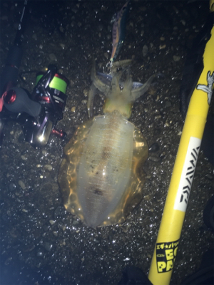 エギングパーティー！