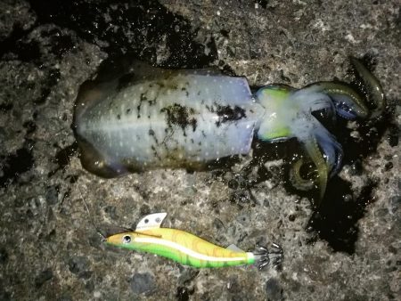 アオリイカ調査