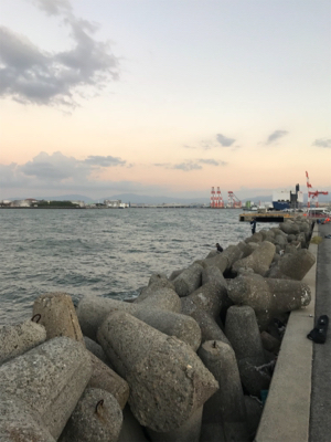 太刀魚は大きくなってます