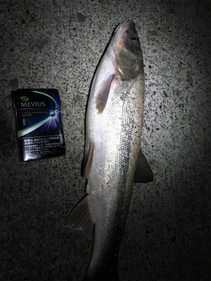 投げ釣り コマイ狙い