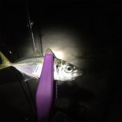 大阪湾奥アジング 渋い時のリグの選択