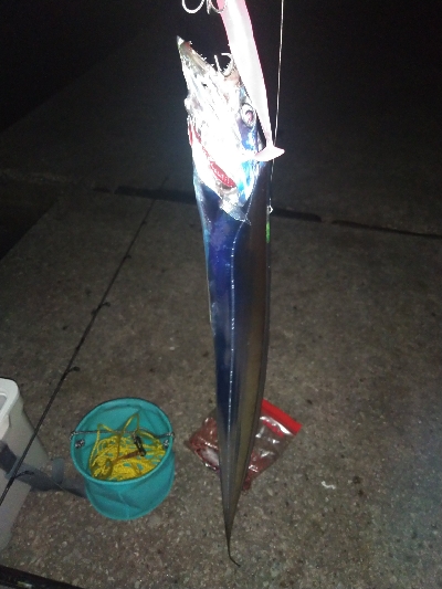 日曜朝はタチウオ人気