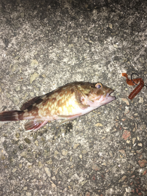 デカガシラ3連チャン！おまけ付き