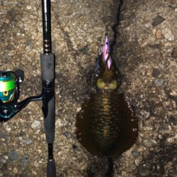 おそらく10月最後のエギング