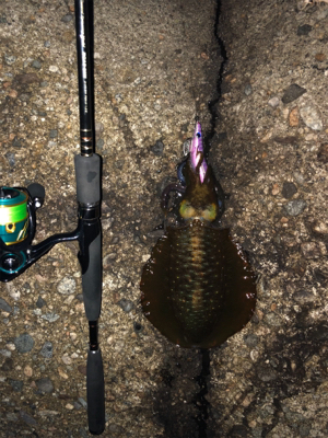 おそらく10月最後のエギング