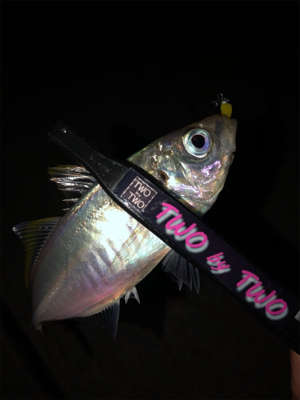 神戸湾奥アジング