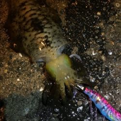 エギングとブラクリ