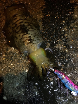 エギングとブラクリ