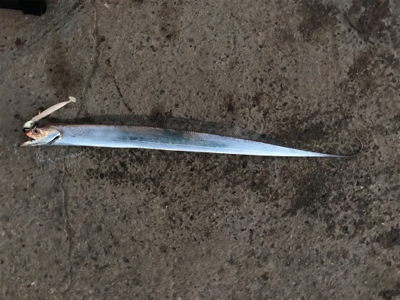 まだF2サイズが〜！