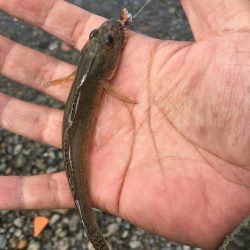 ハゼ釣りたのしー