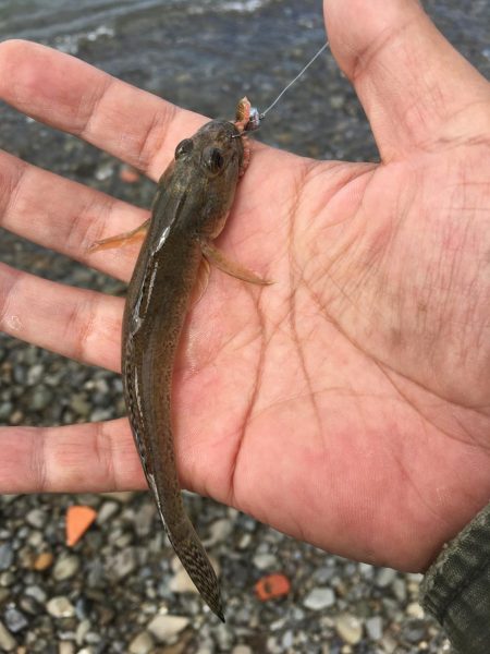 ハゼ釣りたのしー