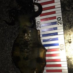 アオリちゃんはかしこい