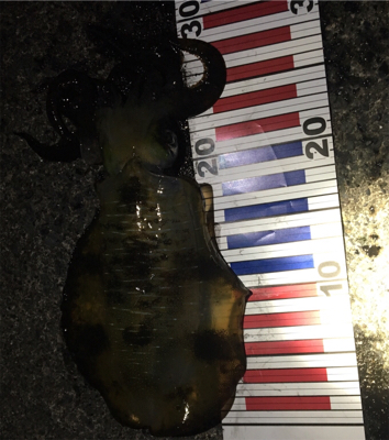 アオリちゃんはかしこい