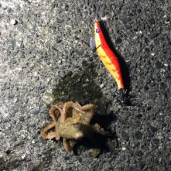 アオリチャレンジ失敗