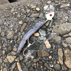 太刀魚…サイズがアップしないなぁ